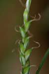 Lined sedge